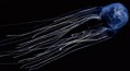 /album/resim-galerisi/box-jellyfish-600x330-1-jpg/